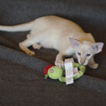 Сиамский котенок. 3 мес.