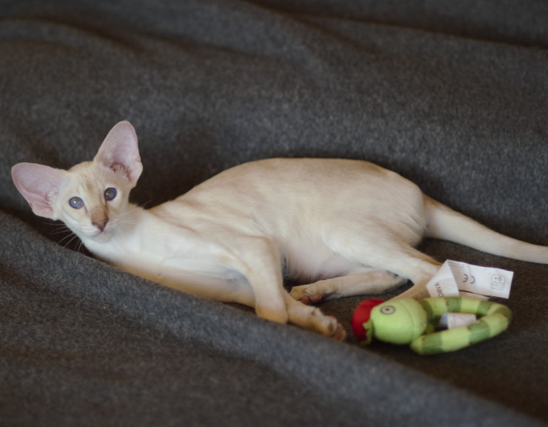 Сиамский котенок. 3 мес.