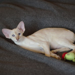 Сиамский котенок. 3 мес.