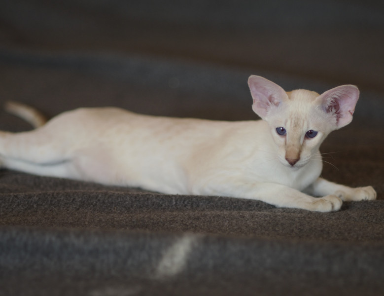 Сиамский котенок. 3 мес.