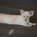 Сиамский котенок. 3 мес.