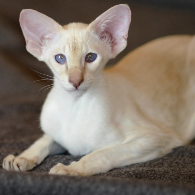 Сиамский котенок. 3 мес.