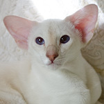 Orientville's Rachel Dawes (SIA j 21)