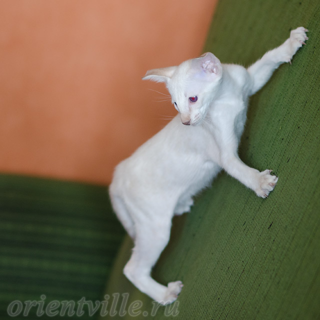 Сиамский котенок. 2 мес.