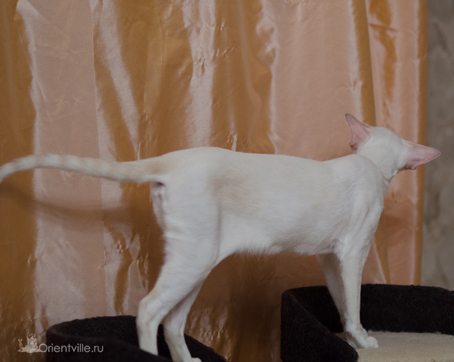 Сиамская кошка. 1 год. Лиловый-торби-пойнт