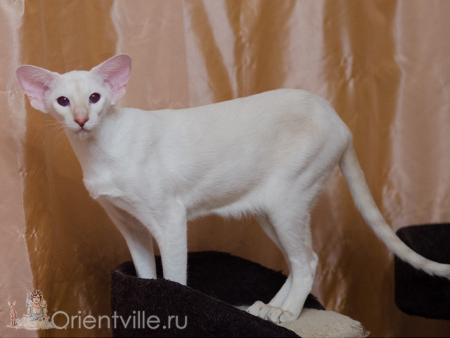 Сиамская кошка. 1 год. Лиловый-торби-пойнт