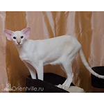 Сиамская кошка. 1 год. Лиловый-торби-пойнт