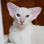 Orientville's Rachel Dawes (SIA j 21)