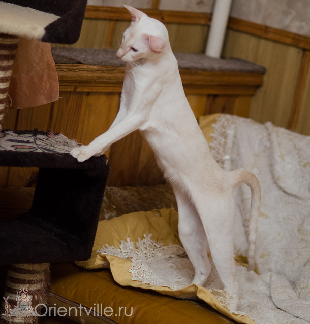 Сиамская кошка. 1 год. Лиловый-торби-пойнт