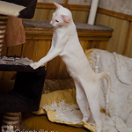 Сиамская кошка. 1 год. Лиловый-торби-пойнт