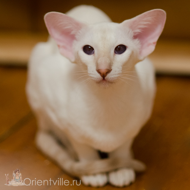 Сиамская кошка. 1 год. Лиловый-торби-пойнт