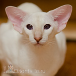 Сиамская кошка. 1 год. Лиловый-торби-пойнт