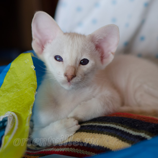 Сиамский котенок. 2 мес.