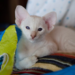 Сиамский котенок. 2 мес.