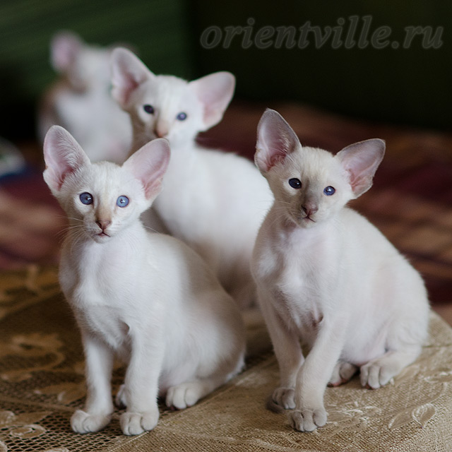 Сиамский котенок. 2 мес.