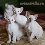 Сиамский котенок. 2 мес.