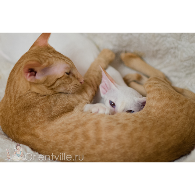 Сиамский котенок. 5 месяцев