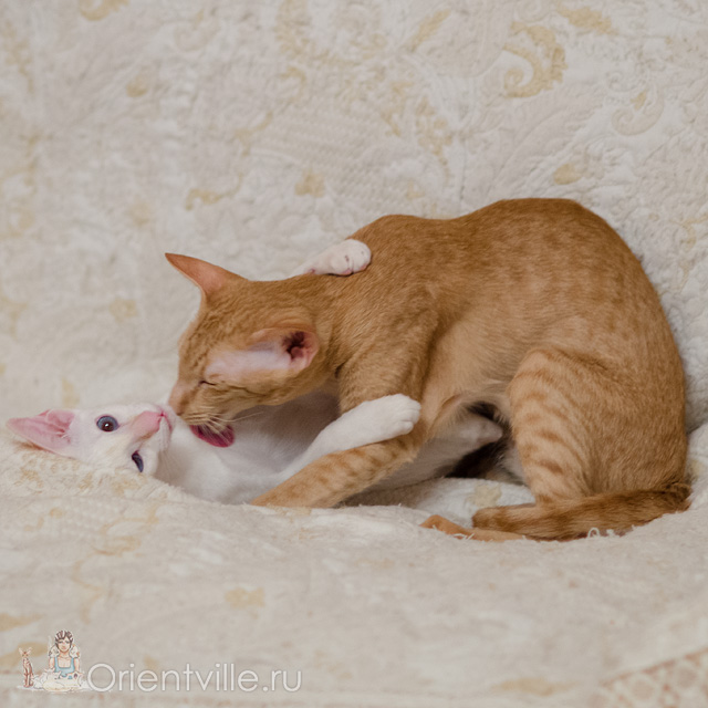 Сиамский котенок. 5 месяцев