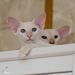 Сиамский котенок. 6 месяцев