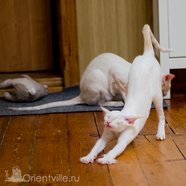 Сиамский котенок. 6 месяцев