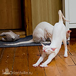 Сиамский котенок. 6 месяцев