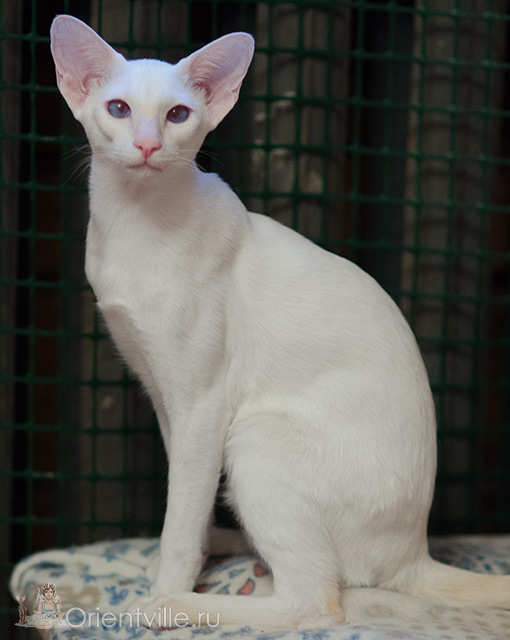 Сиамский котенок. 6 месяцев