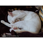 Сиамский котенок. 8 месяцев