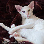 Сиамский котенок. 8 месяцев