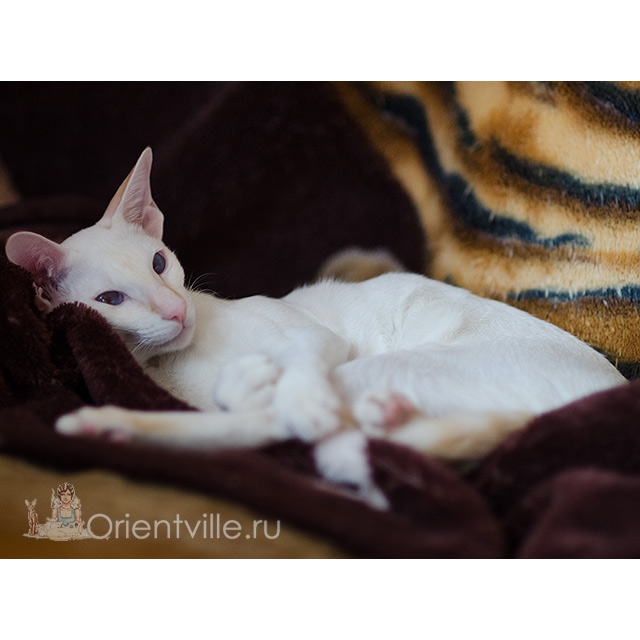 Сиамский котенок. 8 месяцев