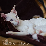 Сиамский котенок. 8 месяцев