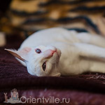 Сиамский котенок. 8 месяцев