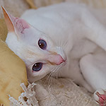 Сиамский котенок. 9 месяцев