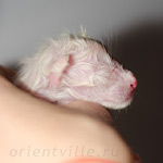 Сиамский котенок