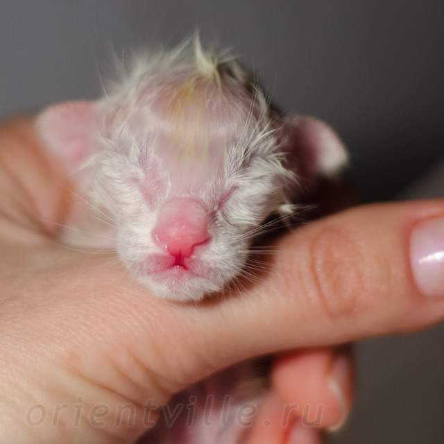 Новорожденный котенок