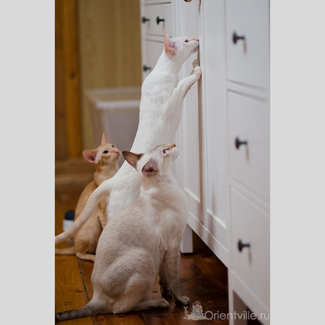 Сиамский котенок. 10 месяцев