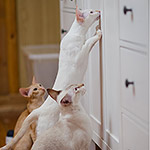 Сиамский котенок. 10 месяцев