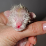 Сиамский котенок