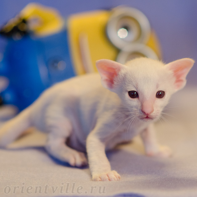 Сиамский котенок. 16 дней