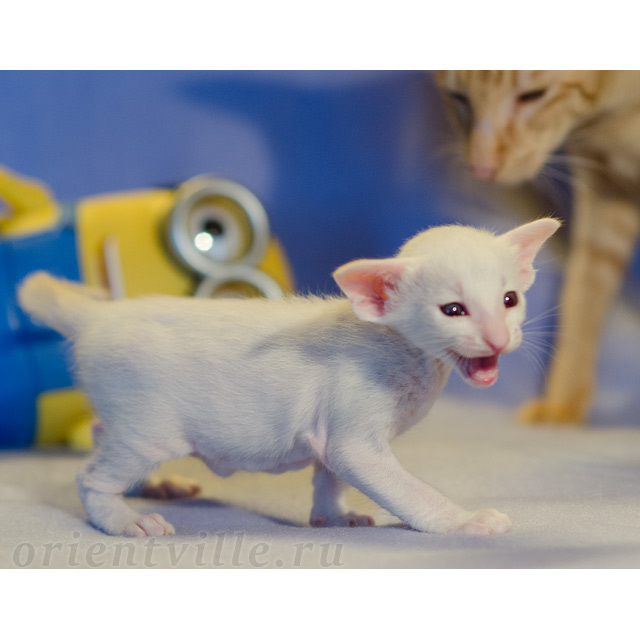 Сиамский котенок. 16 дней