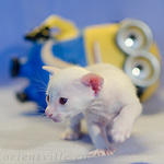 Сиамский котенок. 16 дней