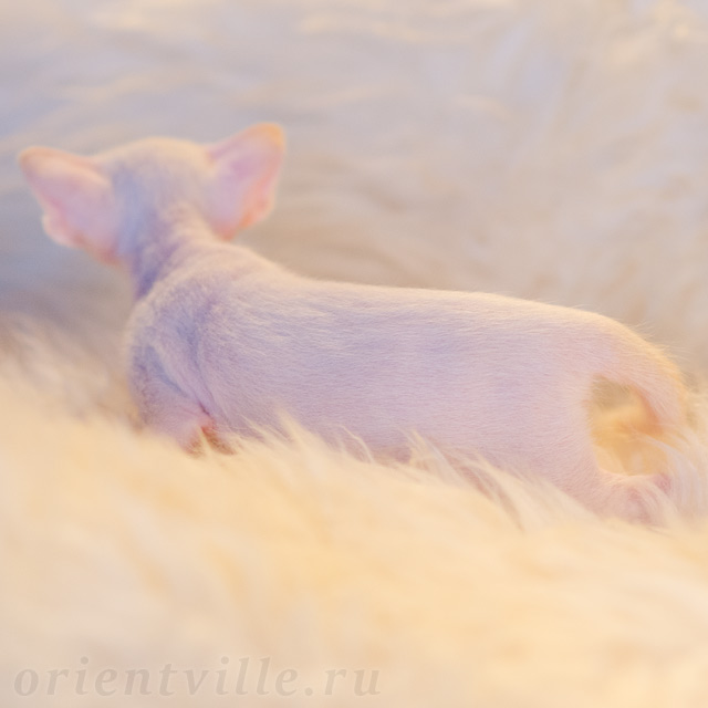 Сиамский котенок. 16 дней