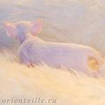 Сиамский котенок. 16 дней