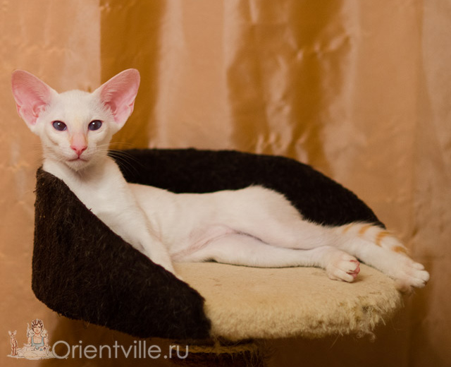 Сиамский котенок. 3 месяца