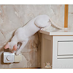 Сиамский котенок. 3 месяца