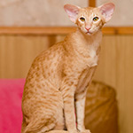 Orientville's Tarzan (OSH d 24)