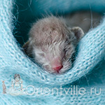 Ориентальный котенок