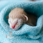 Ориентальный котенок