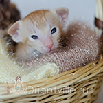 Ориентальный котенок