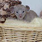 Ориентальный котенок