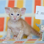 Ориентальный котенок